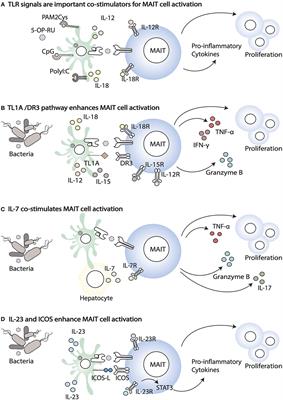 The Immune Modulating Properties of Mucosal-Associated Invariant T Cells